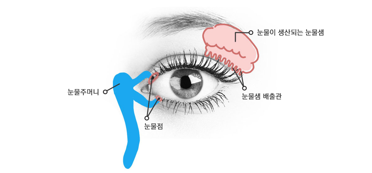 눈 구조 이미지