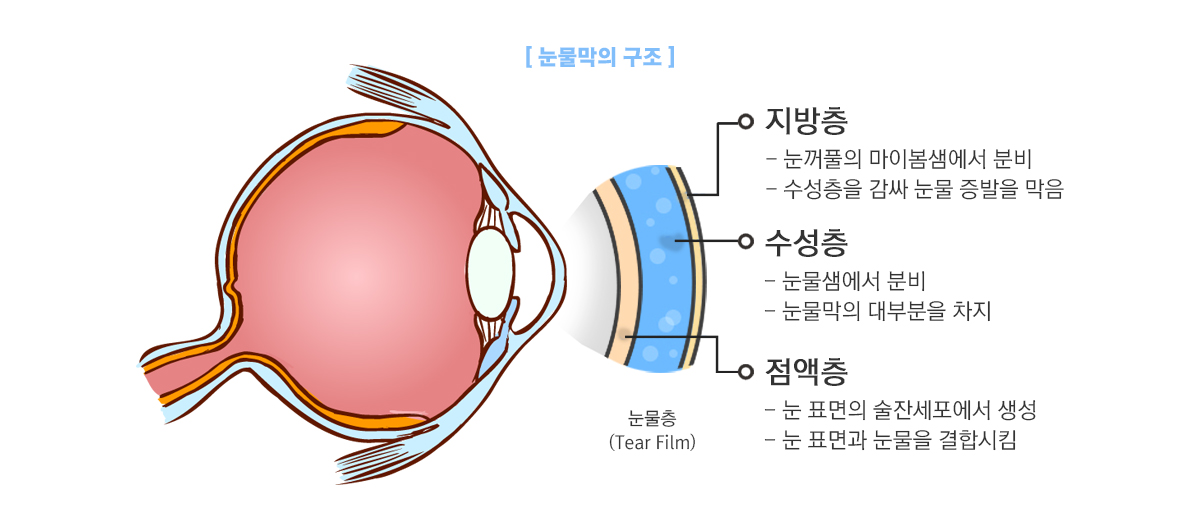 눈물막의 구조