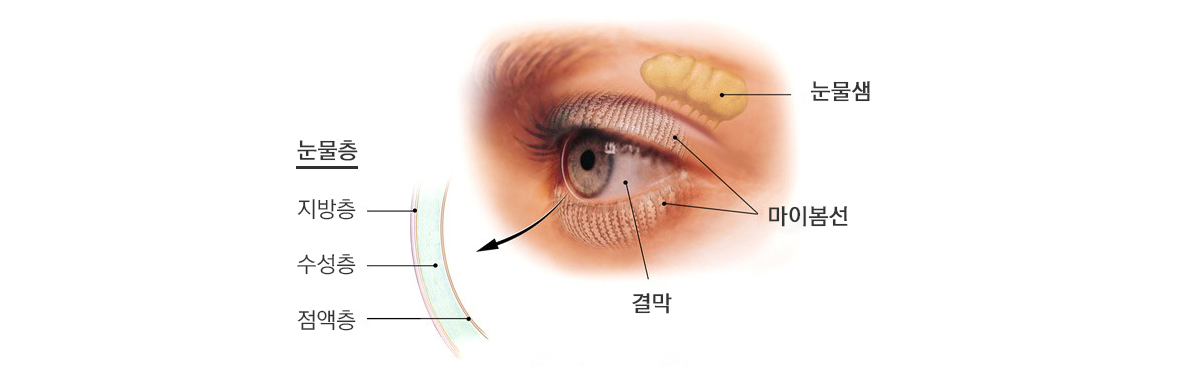 눈물층의 구조